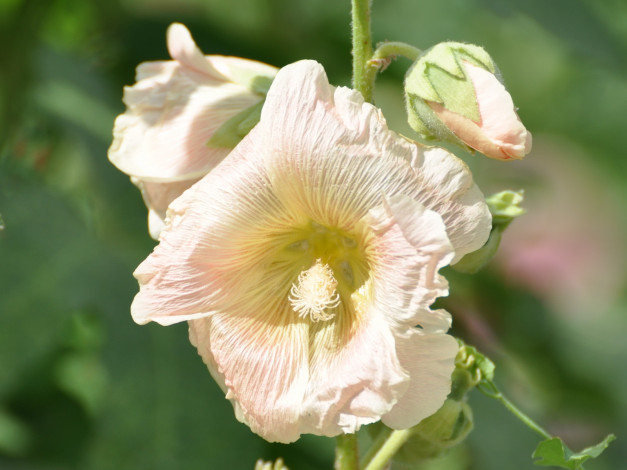 Обои картинки фото цветы, мальвы