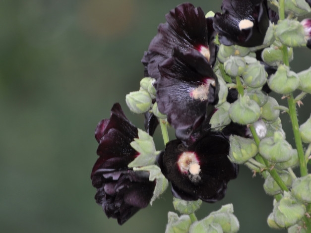 Обои картинки фото цветы, мальвы