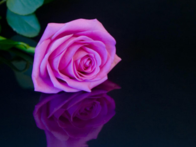 Обои картинки фото цветы, розы