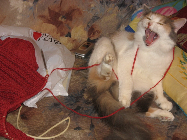 Обои картинки фото животные, коты