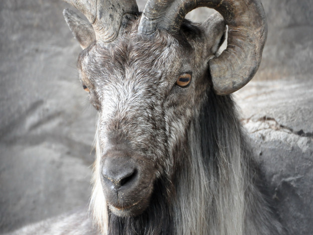 Обои картинки фото животные, козы