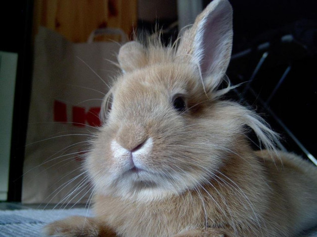 Обои картинки фото животные, кролики, зайцы