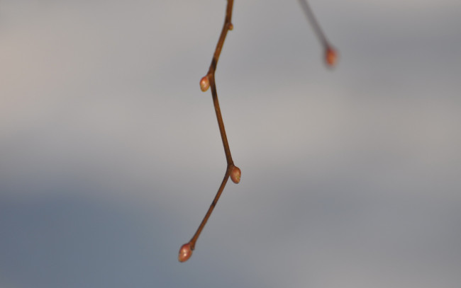 Обои картинки фото природа, макро