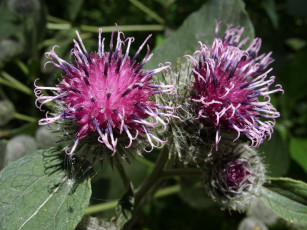 Картинка цветы Чертополох репейник