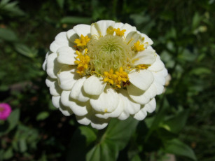 Картинка цветы цинния