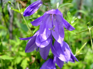 Картинка цветы колокольчики