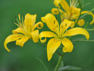 Картинка цветы лилии лилейники