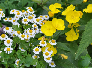 Картинка цветы разные вместе