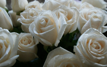 Картинка цветы розы