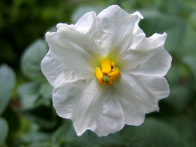 Обои картинки фото цветы