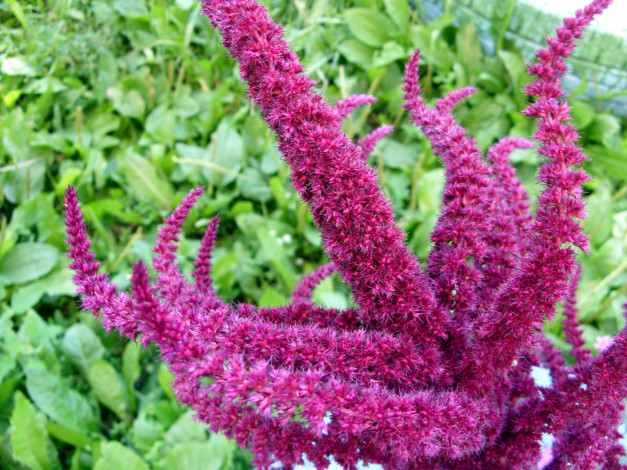 Обои картинки фото цветы, амаранты