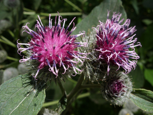 Обои картинки фото цветы, Чертополох, репейник