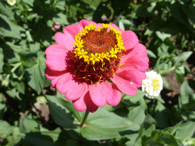 Обои картинки фото цветы, цинния