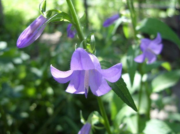 Обои картинки фото цветы, колокольчики