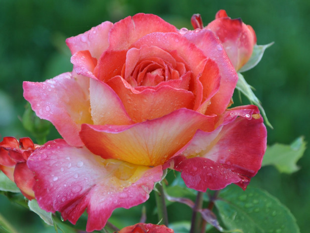 Обои картинки фото цветы, розы