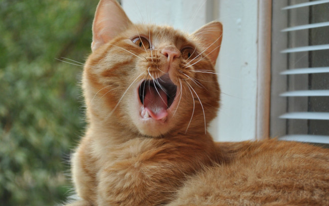 Обои картинки фото животные, коты