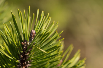 Картинка природа макро зеленый иголки хвоя ветка