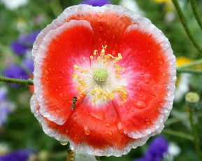 Картинка цветы маки вода роса насекомое цветок лепестки мак капли