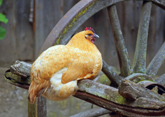 Картинка животные куры +петухи курица