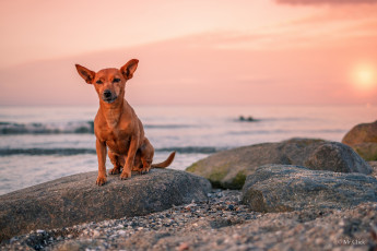 Картинка животные собаки друг собака взгляд