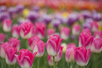 Картинка цветы тюльпаны сад поле луг лепестки