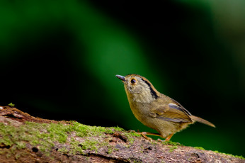 Картинка животные птицы птичка