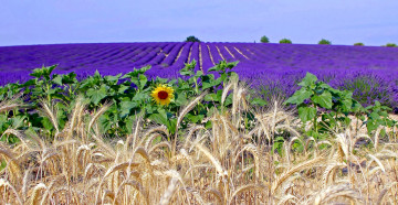 Картинка цветы разные+вместе прованс подсолнух франция колосья лаванда плантация поле