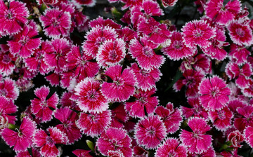 Картинка цветы гвоздики лепестки краски ковер