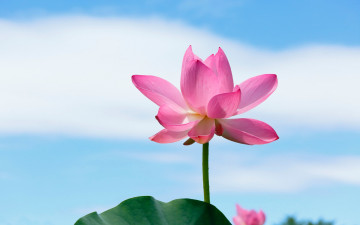 Картинка цветы лотосы природа небо лепестки лотос стебель листья
