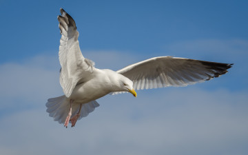 Картинка животные Чайки +бакланы +крачки чайка