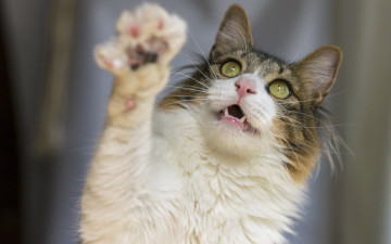 Картинка животные коты лапа кошка кот