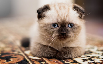 Картинка животные коты вислоухий соник кошка кот котёнок