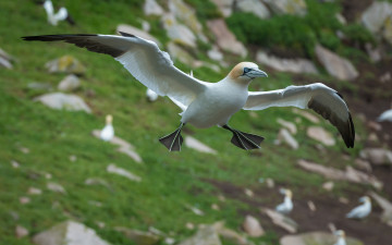 Картинка животные олуши олуш