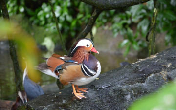 Картинка животные утки зелень мандаринка утка