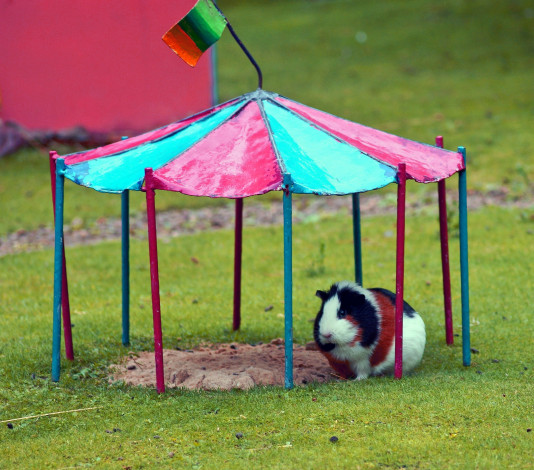 Обои картинки фото животные, морские свинки,  хомяки, луг, навес, морская, свинка