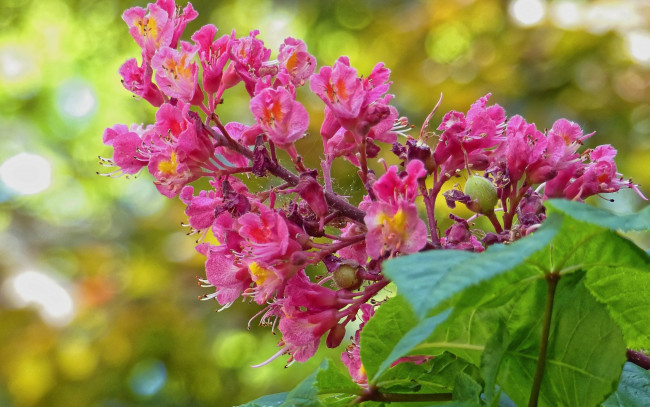 Обои картинки фото цветы, каштаны, соцветие, цветение, каштан, цветки, макро, листья