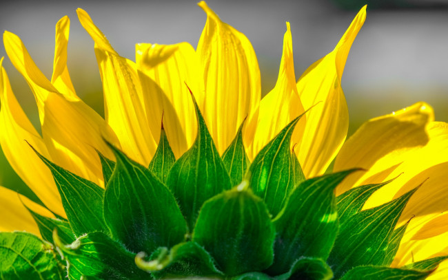 Обои картинки фото цветы, подсолнухи, подсолнух, лепестки, цветок