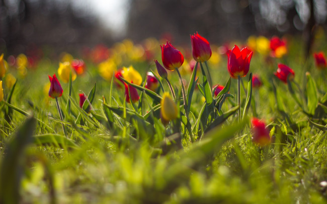 Обои картинки фото цветы, тюльпаны, размытость