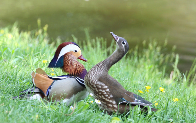 Обои картинки фото животные, утки, самец, самка, трава, мандаринки