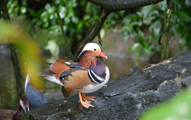 Обои картинки фото животные, утки, зелень, мандаринка, утка