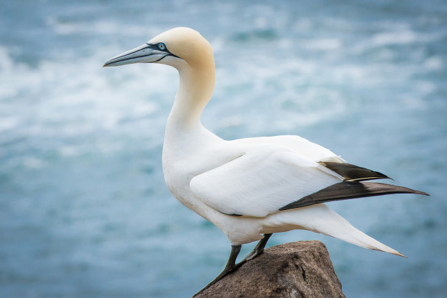 Обои картинки фото животные, олуши, олуш