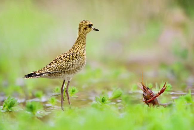 Обои картинки фото животные, разные вместе, птичка