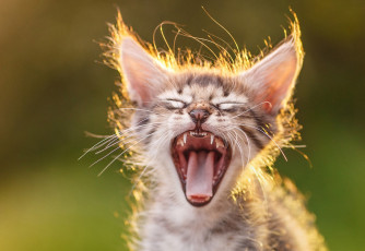 Картинка животные коты