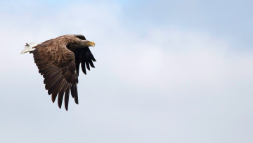 Картинка животные птицы+-+хищники полет птица орел