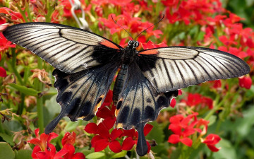 Картинка животные бабочки +мотыльки +моли цветы бабочка