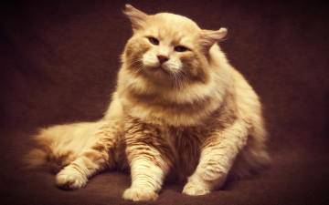 Картинка животные коты кошак