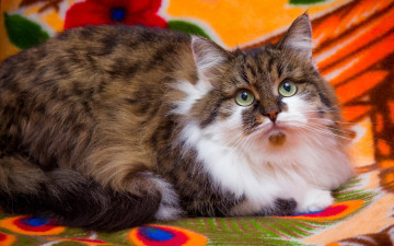 обоя животные, коты, кошка