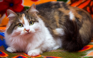 Картинка животные коты кошка