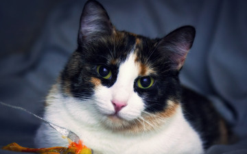 Картинка животные коты кошка