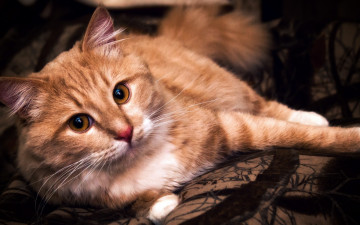 Картинка животные коты кот